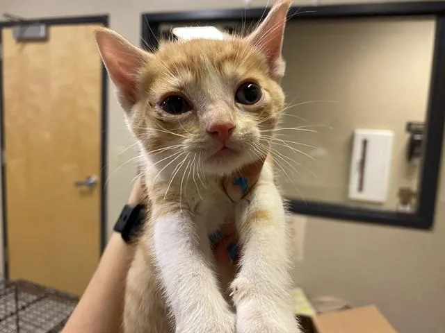 A baby small-sized male Domestic Short Hair cat named A for adoption in Modesto, CA