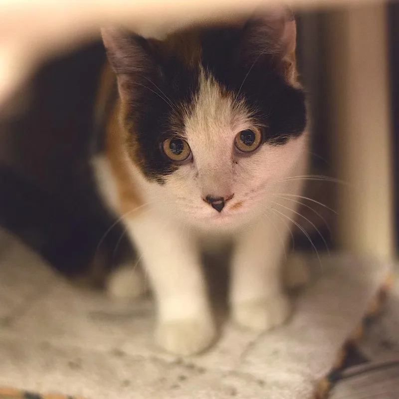 A baby small-sized female Calico Domestic Short Hair cat named American Football for adoption in Belleville, IL