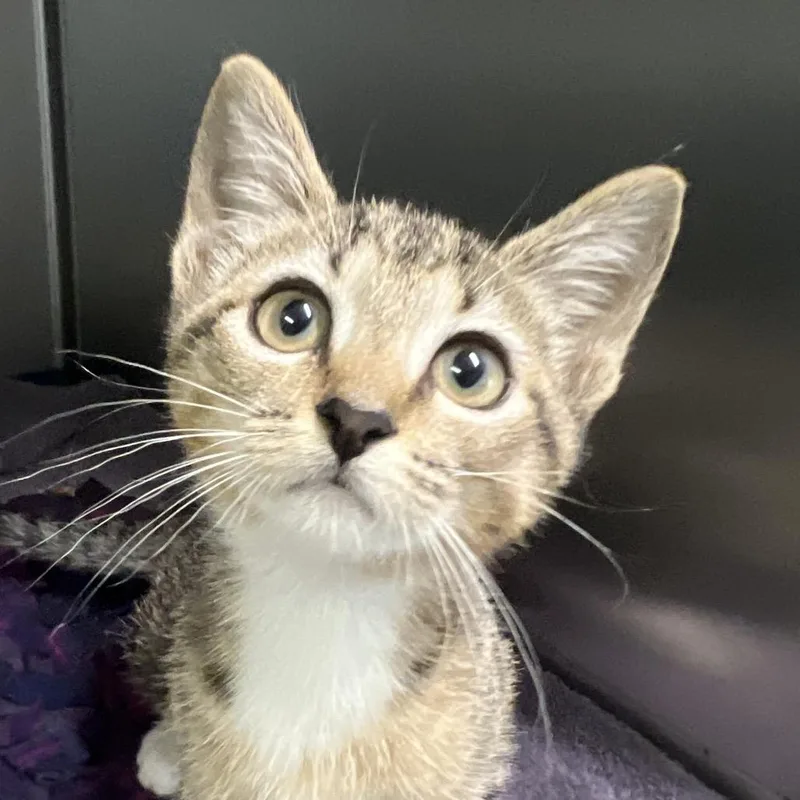 A baby small-sized female Brown / Chocolate Domestic Short Hair cat named Chanel for adoption in Naples, FL