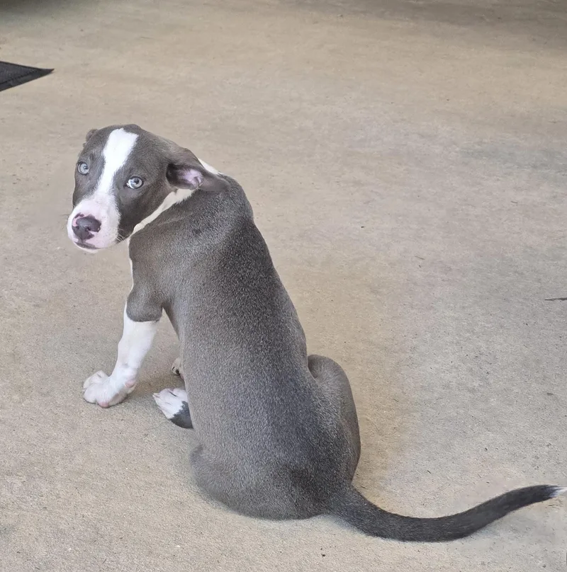 A baby medium-sized male Gray / Blue / Silver Mixed Breed dog named Kilo for adoption in BONIFAY, FL