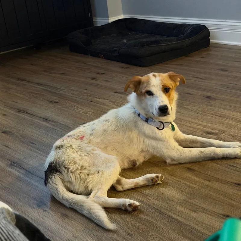 An adult medium-sized female Brown / Chocolate Mixed Breed dog named Magnolia for adoption in Buffalo, MN