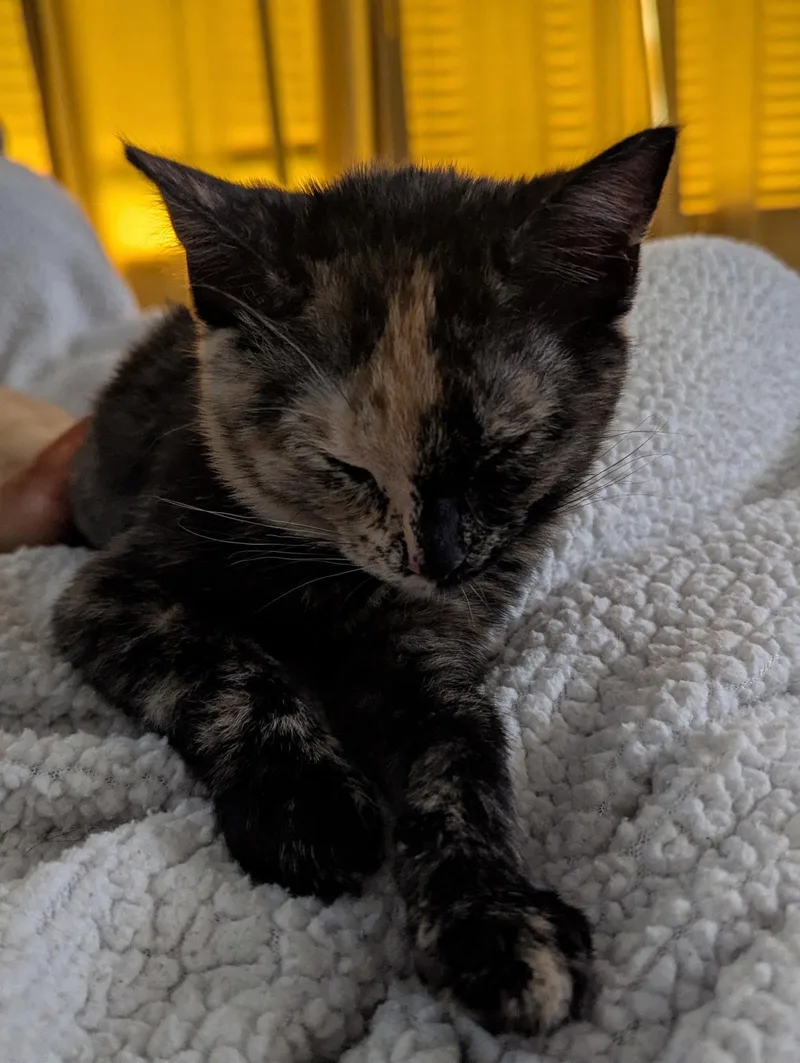 A young medium-sized female Tortoiseshell cat named Athena for adoption in Cypress, TX