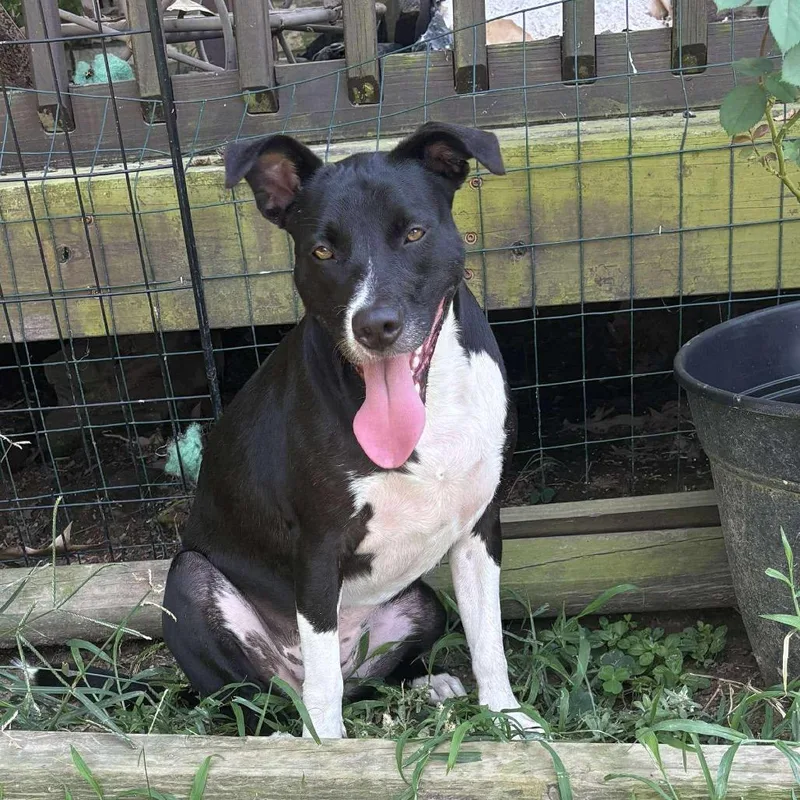 Daisy Ii thumbnail 2