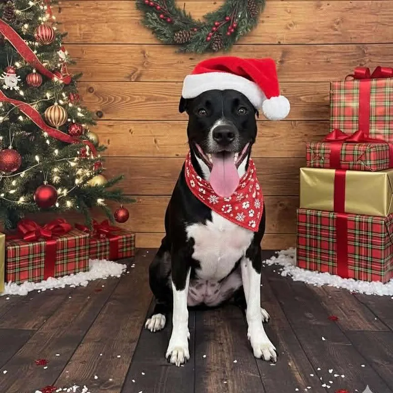 Daisy Ii thumbnail 3