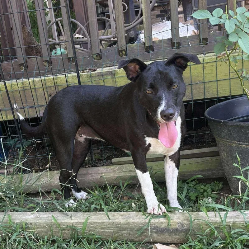 Daisy Ii thumbnail 5