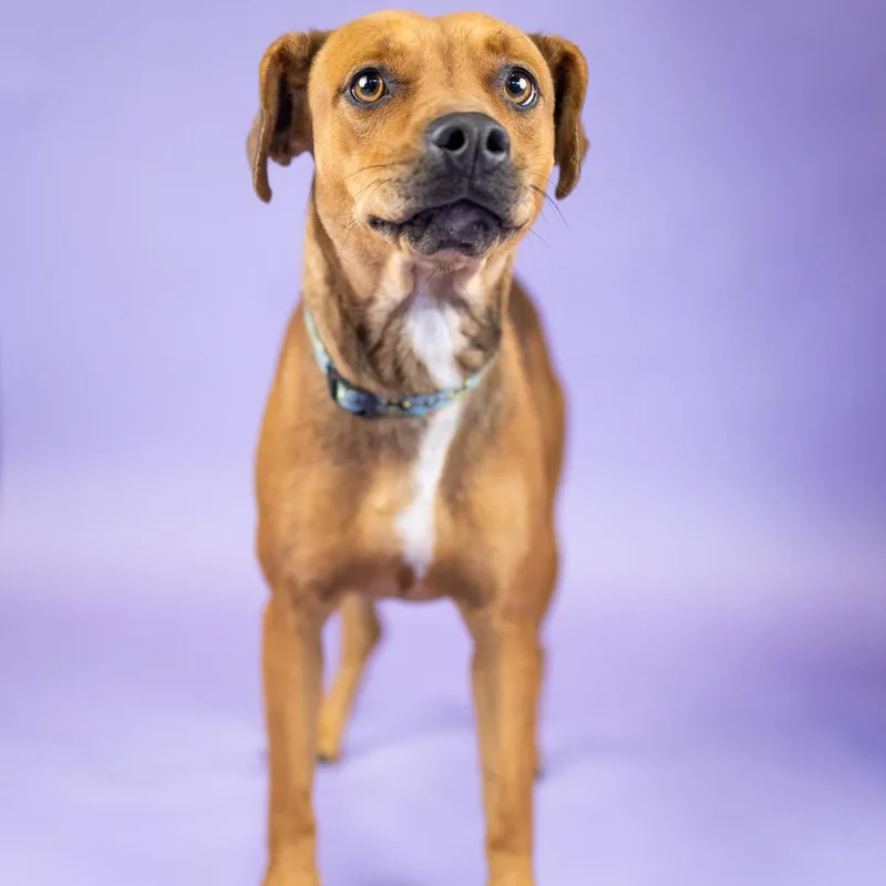 A young medium-sized female Red / Chestnut / Orange Mixed Breed dog named Ruby for adoption in Portland, OR