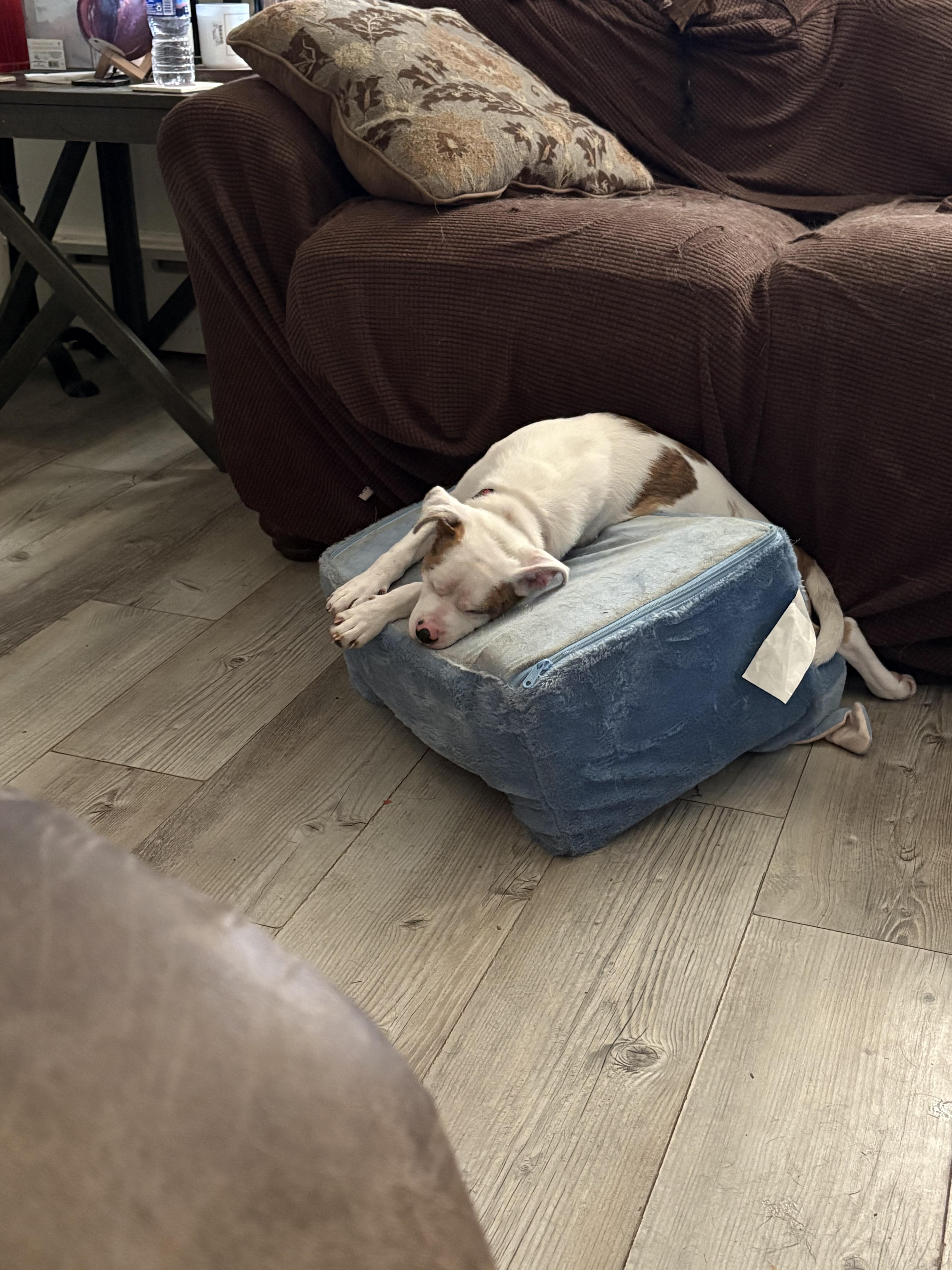 A young medium-sized female Golden Pit Bull Terrier dog named Wynnblind & deaf for adoption in Seymour, CT