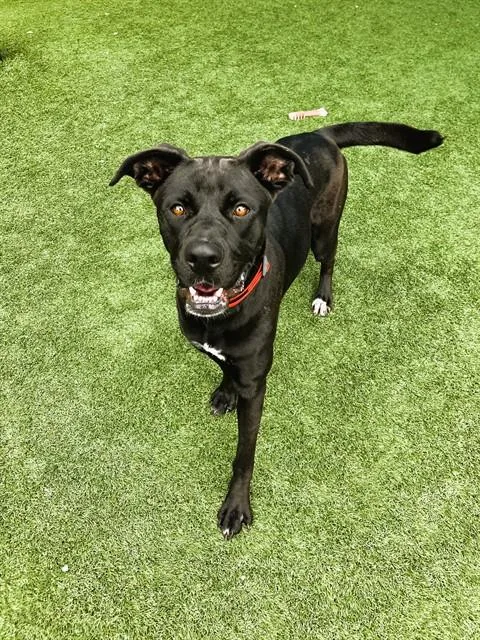 An adult large-sized female Mixed Breed dog named Tinker for adoption in Dallas, TX