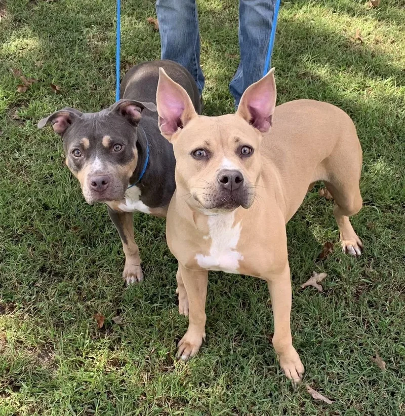 An adult medium-sized female Tricolor (Brown, Black, & White) Pit Bull Terrier dog named Sasha for adoption in Naperville, IL