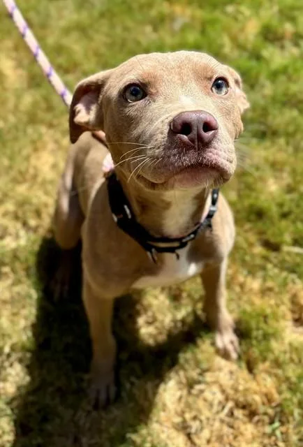 A young small-sized male American Staffordshire Terrier dog named Louie for adoption in York, SC