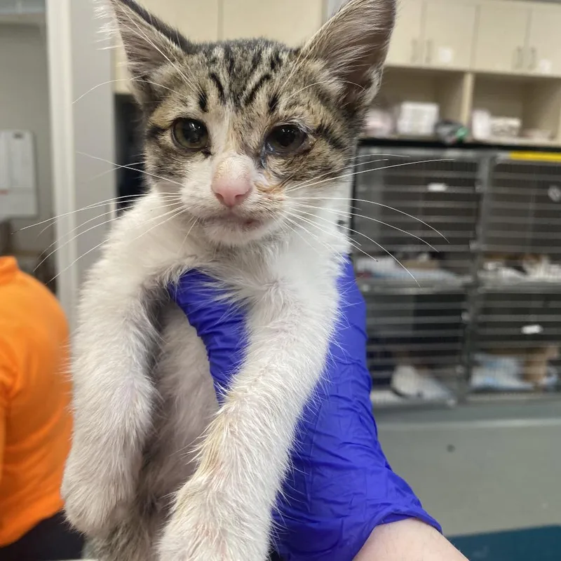 A baby medium-sized male White Domestic Short Hair cat named Landseer for adoption in Westminster, CA