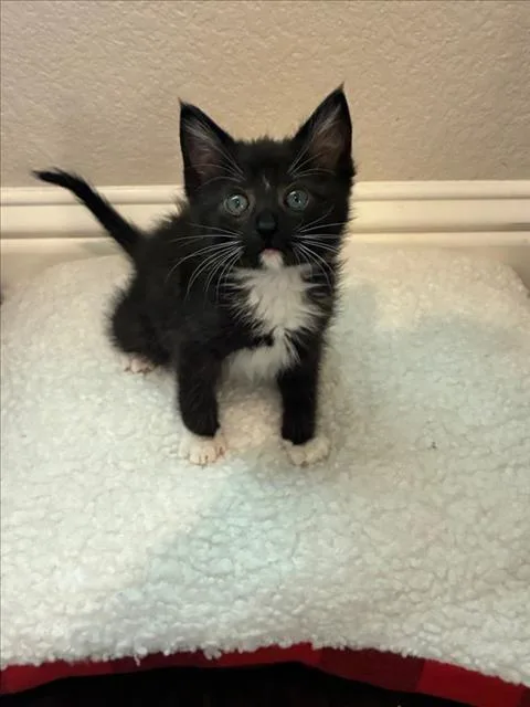 A baby small-sized male Black & White / Tuxedo Domestic Short Hair cat named Tux for adoption in Woodland, CA