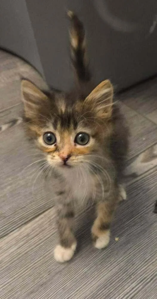 A baby small-sized female Domestic Medium Hair cat named Camber Beltz for adoption in Peoria, IL