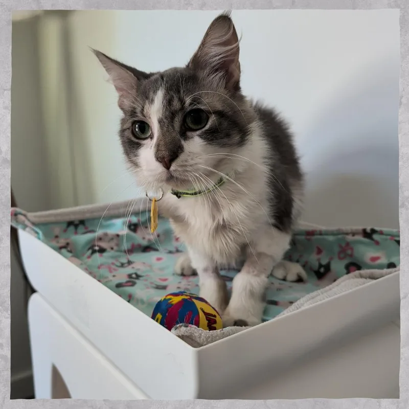A young medium-sized male Domestic Medium Hair cat named Carl for adoption in Portland, OR