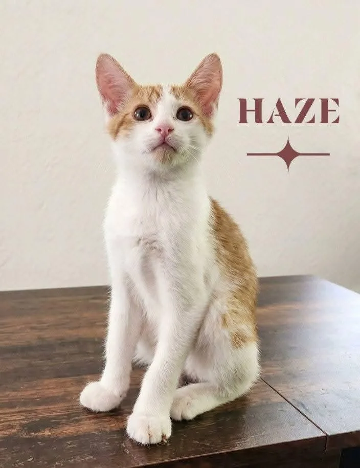 Haze thumbnail 3