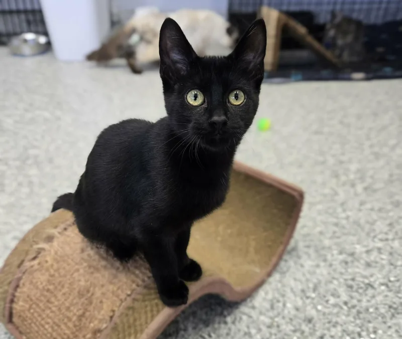 A young medium-sized male Black Domestic Short Hair cat named Macaron for adoption in Blaine, MN