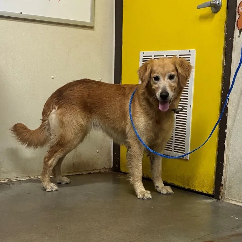 A senior medium-sized female Golden Retriever dog named Nana for adoption in Bryan, TX