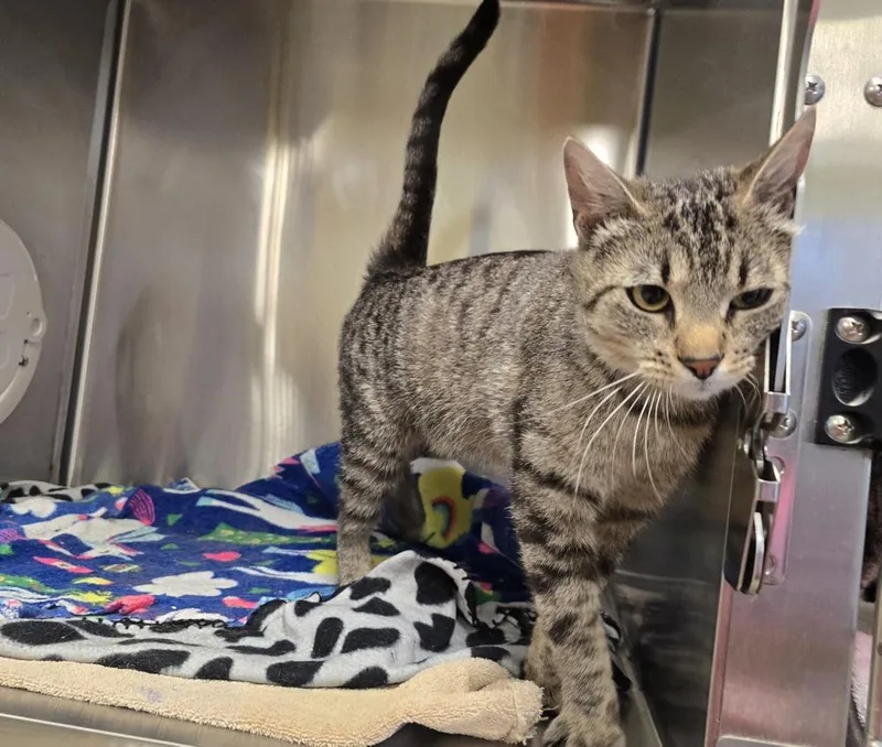 An adult medium-sized female Domestic Short Hair cat named Chirp for adoption in Dickson, TN