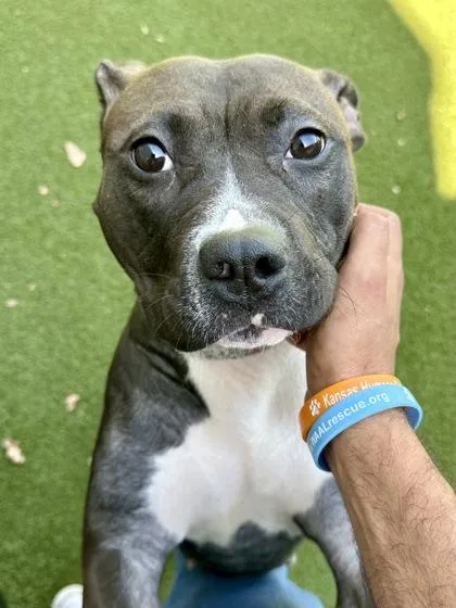 An adult large-sized female Mixed Breed dog named Birthday Cake Oreo for adoption in Wichita, KS