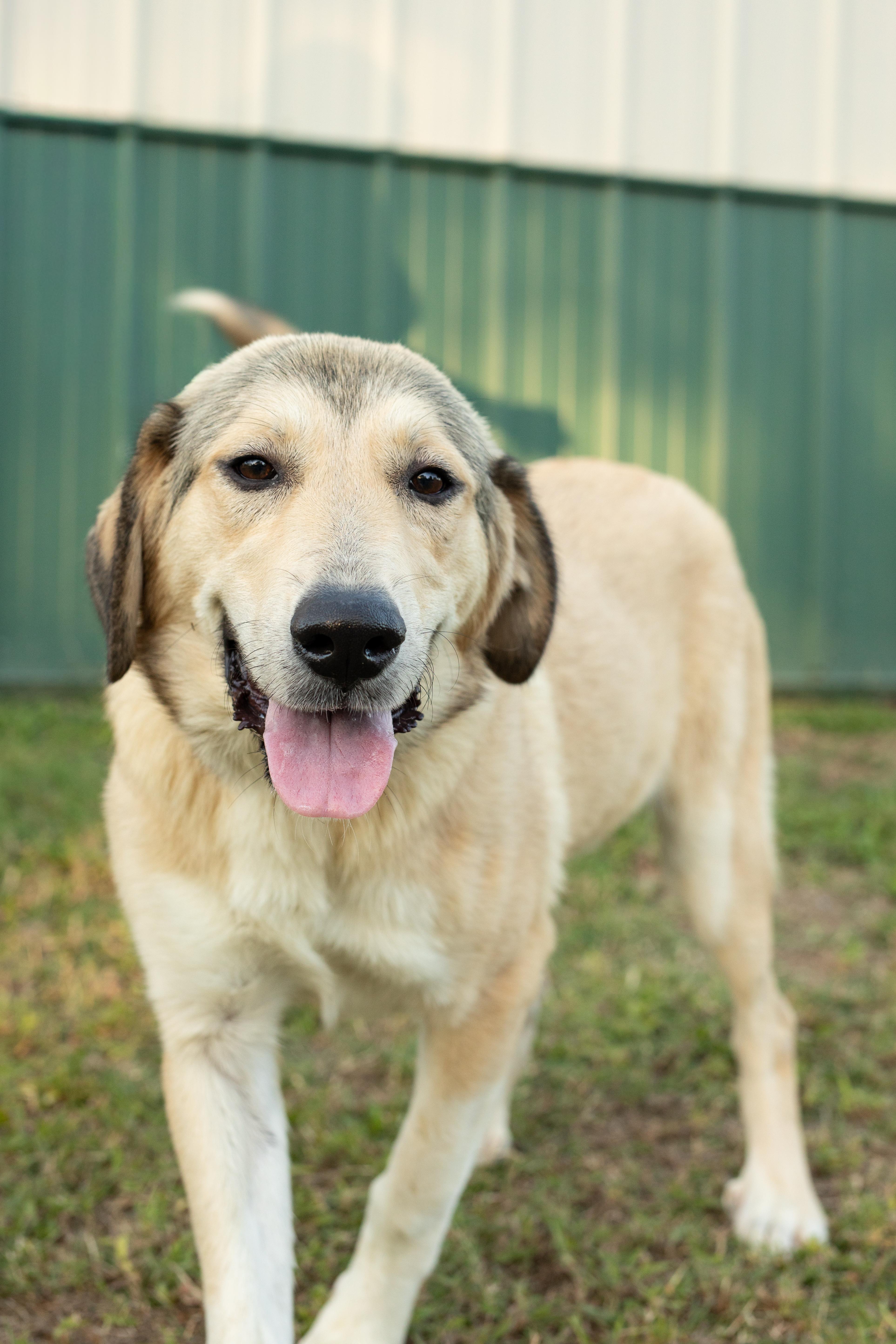 A young large-sized female Great Pyrenees dog named Delilah for adoption in Dixon, KY