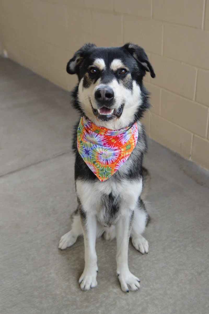 A young large-sized male Husky dog named Neo for adoption in McKinney, TX