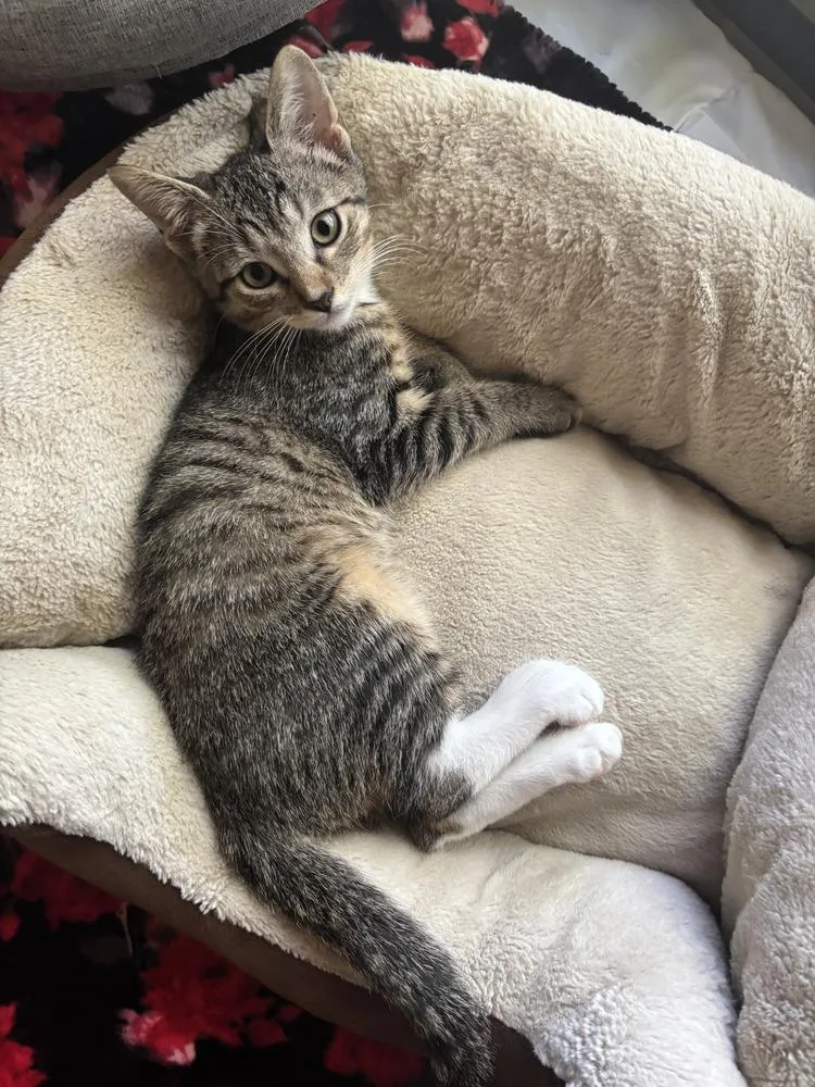 A baby small-sized male Domestic Short Hair cat named Tortilla for adoption in Bossier City, LA