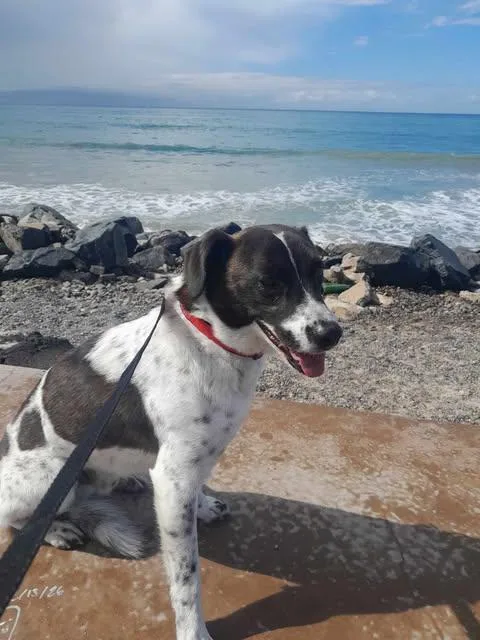An adult medium-sized male Pointer dog named Max for adoption in Riverside, CA