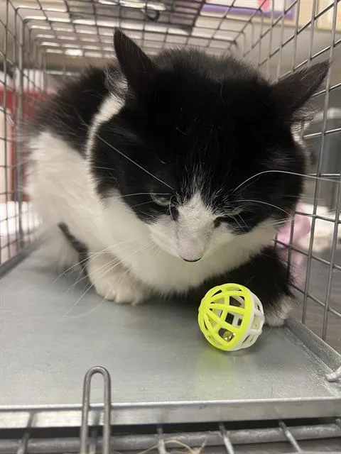 A young large-sized female Domestic Short Hair cat named Romi for adoption in Las Vegas, NV