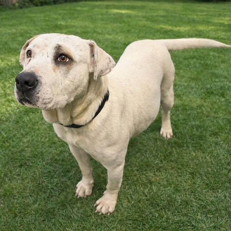An adult large-sized female American Bulldog dog named Mumsy for adoption in Springfield, MO