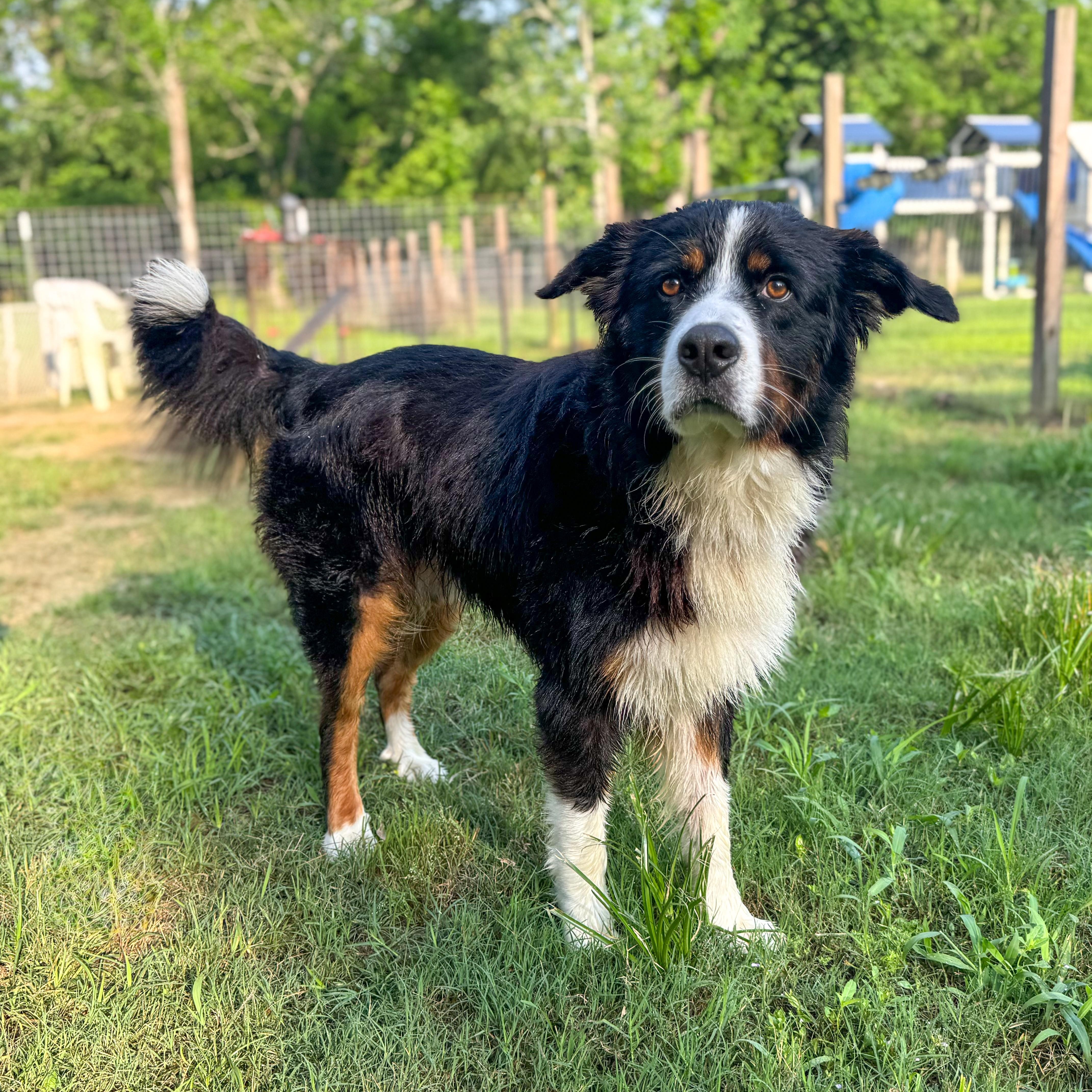 An adult large-sized male Black Bernese Mountain Dog dog named Hudson Is A Hunk for adoption in Houston, TX