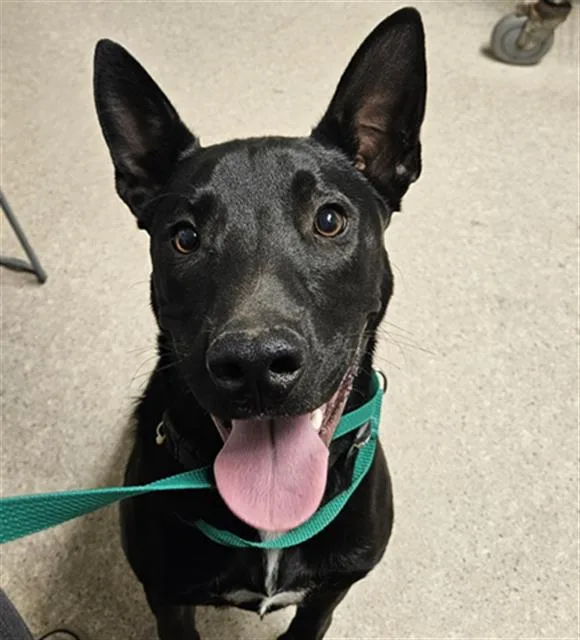 A baby medium-sized male Black Shepherd dog named Pat for adoption in Thousand Oaks, CA