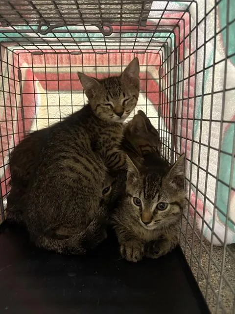 A baby small-sized female Domestic Short Hair cat named A for adoption in Fort Myers, FL