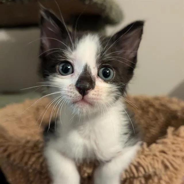 A baby small-sized male Domestic Short Hair cat named Popcorn for adoption in San Antonio, TX