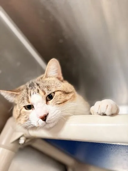 Snaggle Tooth thumbnail 2