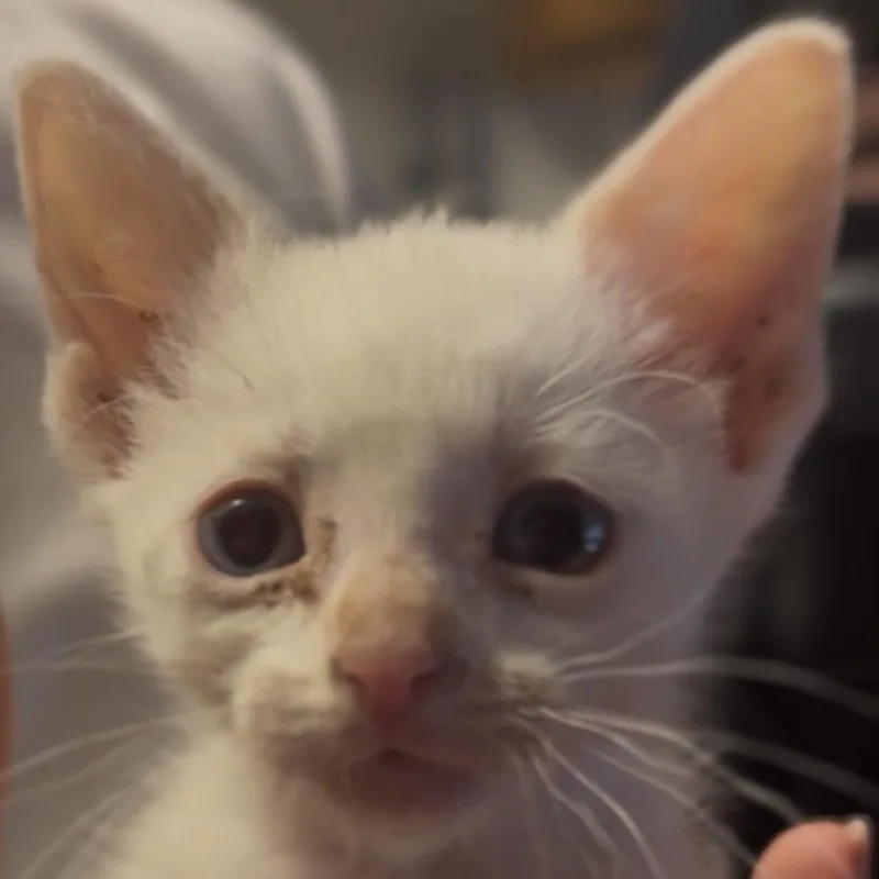 Snowball