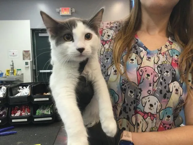 A young small-sized male Domestic Short Hair cat named Casper for adoption in Thousand Palms, CA