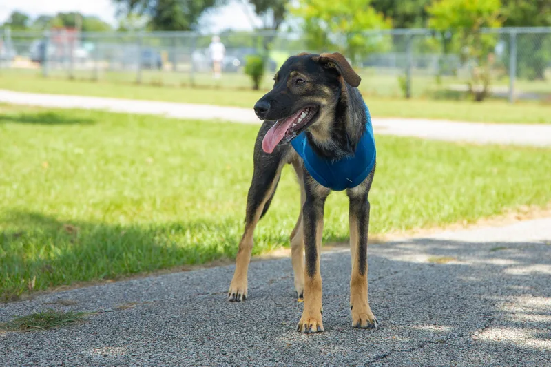 A baby medium-sized male Bicolor Labrador Retriever dog named Gordo for adoption in Houston, TX