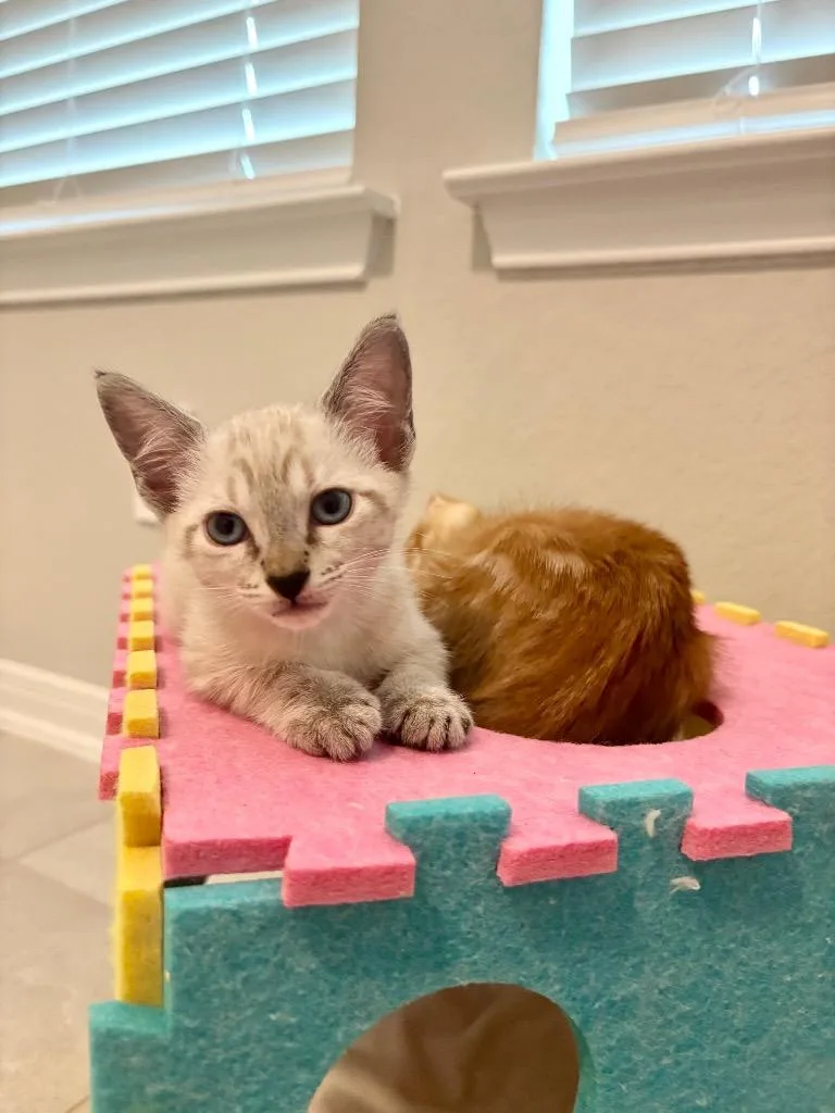 A baby medium-sized male Domestic Short Hair cat named Atticus for adoption in San Antonio, TX