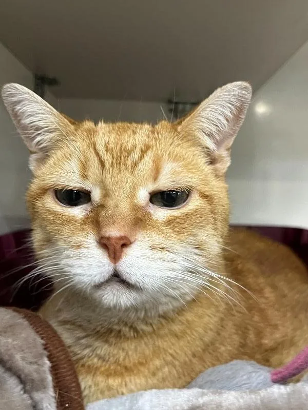 A senior medium-sized female Domestic Short Hair cat named Phoebe for adoption in Genoa, IL