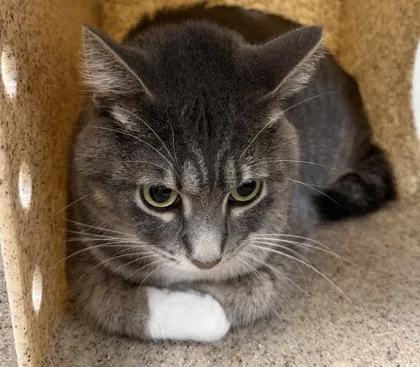 An adult large-sized male Gray & White Domestic Short Hair cat named Jay for adoption in Dubuque, IA