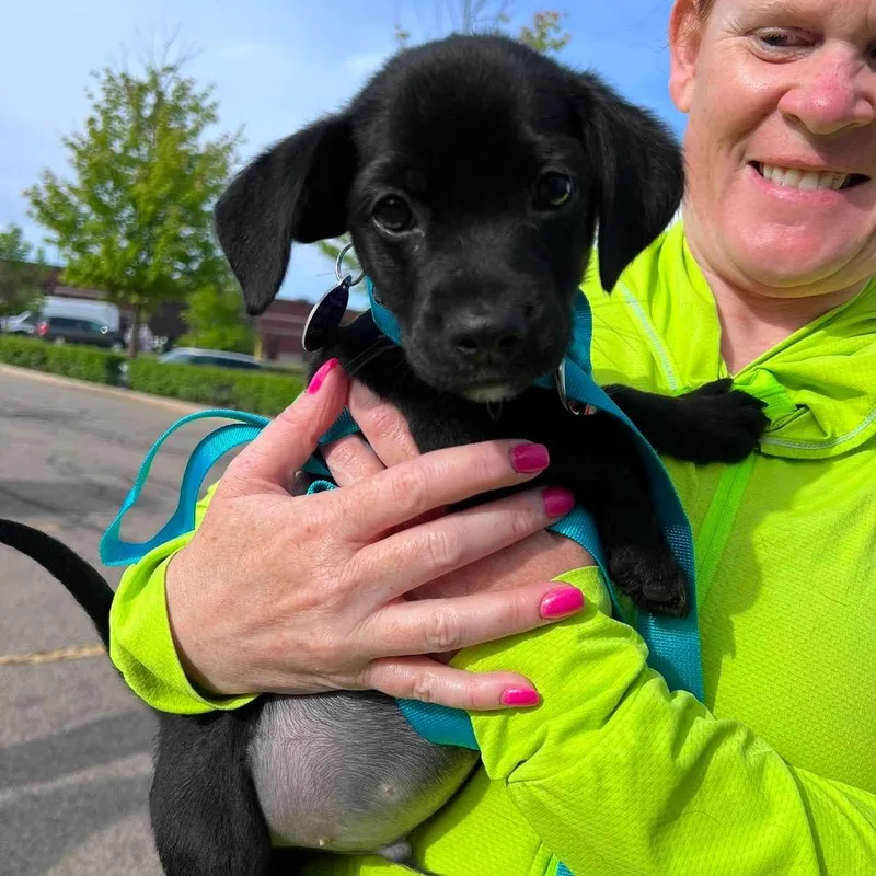A baby small-sized male Black Terrier dog named Carson for adoption in St. Charles, IL