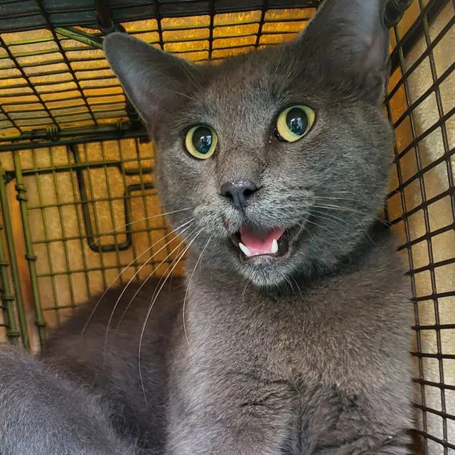 A young medium-sized male Domestic Short Hair cat named Art for adoption in San Antonio, TX