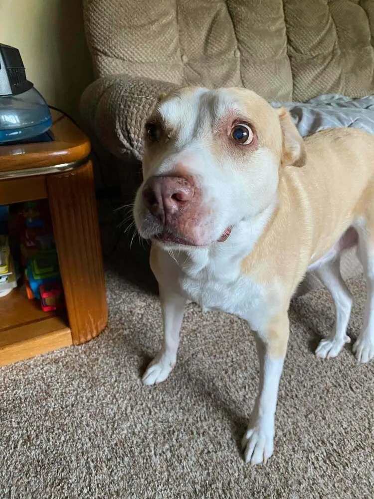 A senior medium-sized female Brown / Chocolate Labrador Retriever dog named Maya for adoption in Bremen, OH