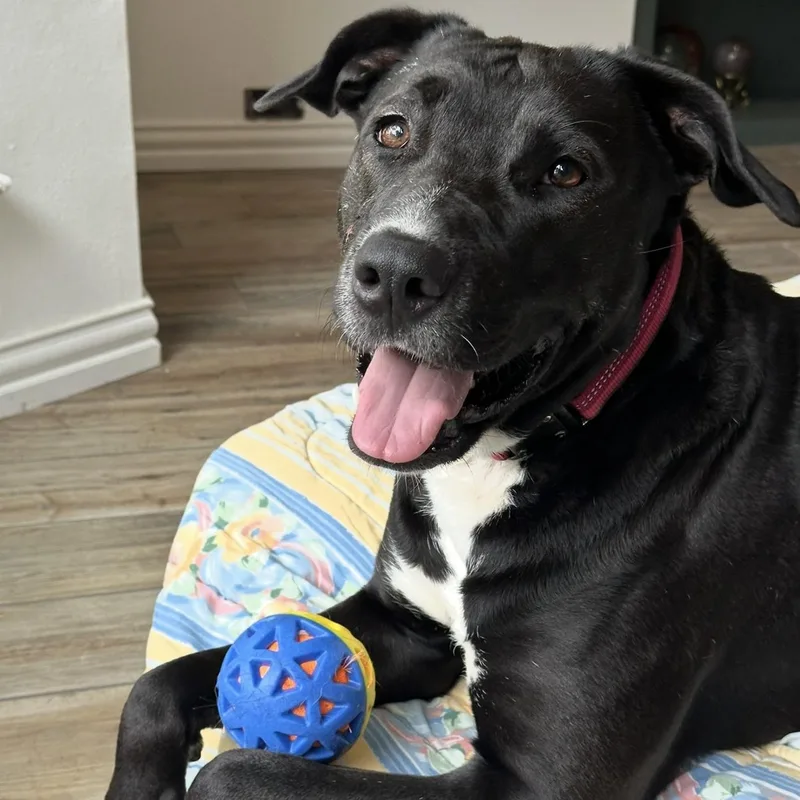 An adult medium-sized female Pit Bull Terrier dog named Mi for adoption in Krum, TX