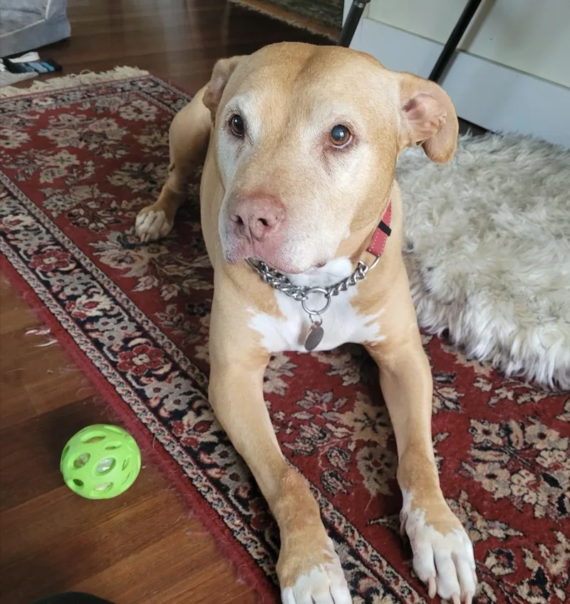A senior large-sized male Brown / Chocolate American Staffordshire Terrier dog named Buddy for adoption in Tomball, TX