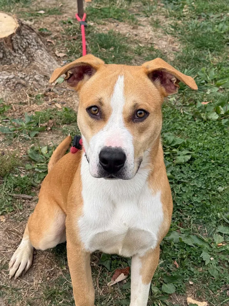 An adult medium-sized male White / Cream Pit Bull Terrier dog named Clyde for adoption in Springfield, IL