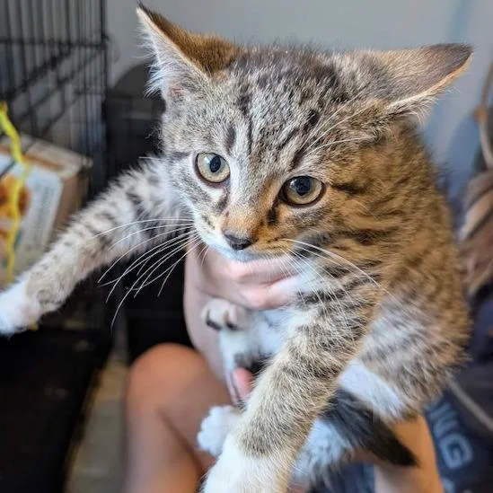 A baby small-sized male Brown / Chocolate Domestic Medium Hair cat named Grumplestiltskin for adoption in Granville, OH