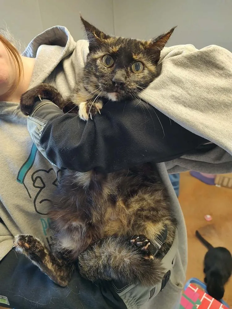 An adult medium-sized female Tortoiseshell Domestic Short Hair cat named Daffodil for adoption in Bolivar, MO