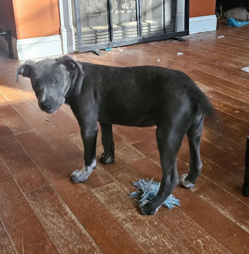 A baby medium-sized female Australian Cattle Dog / Blue Heeler dog named Spirit Success for adoption in Andover, MA