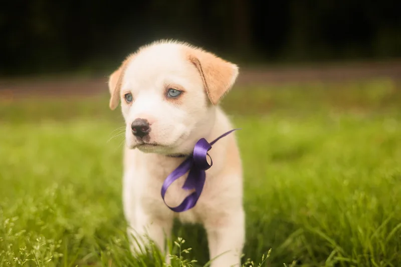 A baby medium-sized female Yellow / Tan / Blond / Fawn Mixed Breed dog named Melody Transport for adoption in Gradyville, KY